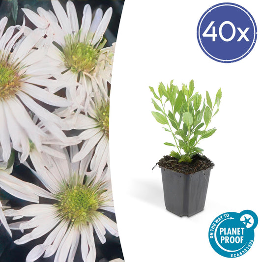 Wildaster Aster ageratoides 'Ashvi' – ↕10-25cm – Ø9cm – 40 Pflanzen – Herbstblüher – Pflegeleicht – Sonnig