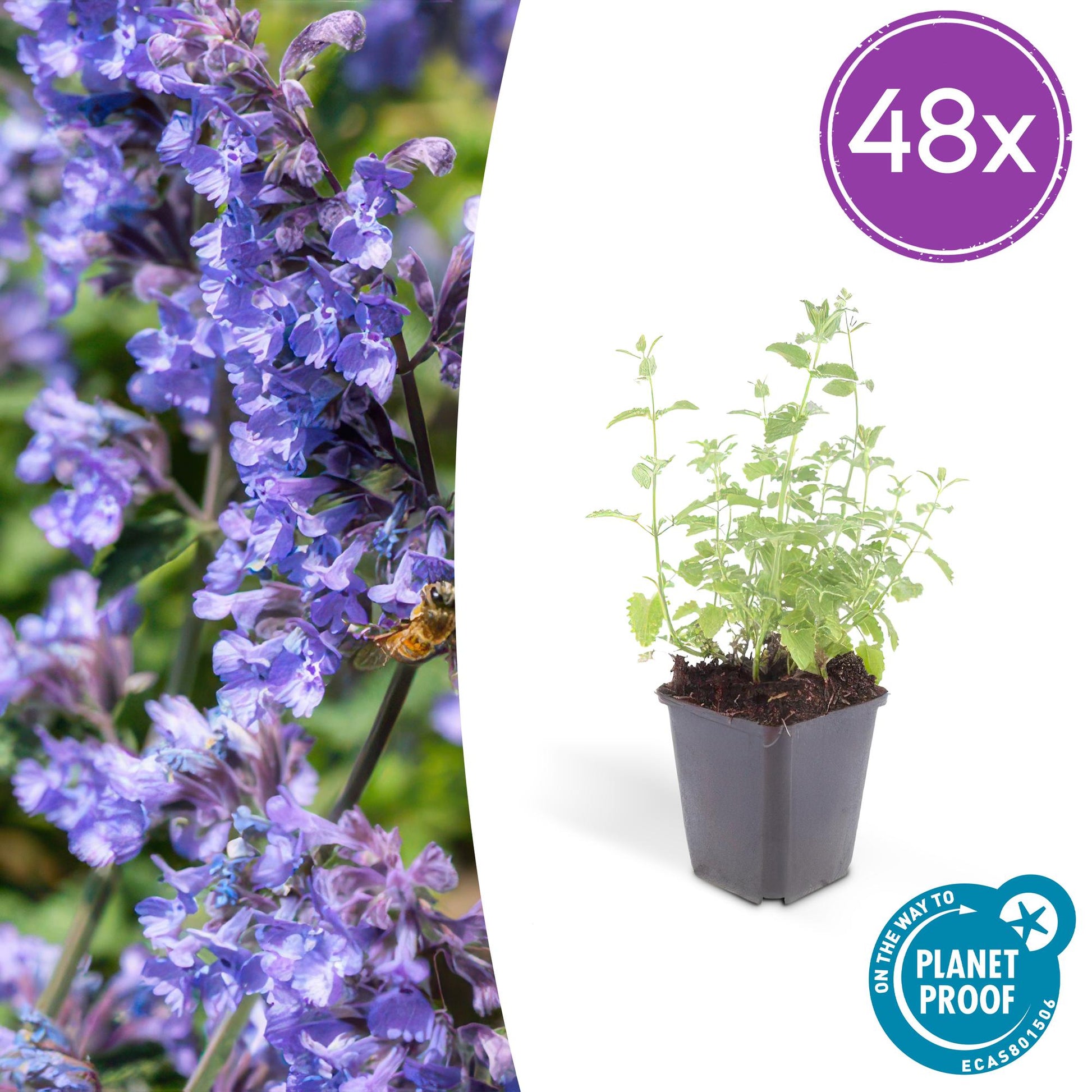 Nepeta 'Six Hills Giant' – 48 Pflanzen – ↕10-25 cm – Ø9 cm – Lila-Blau blühende Staude – Bienenfreundlich – Pflegeleicht – Sonniger Standort