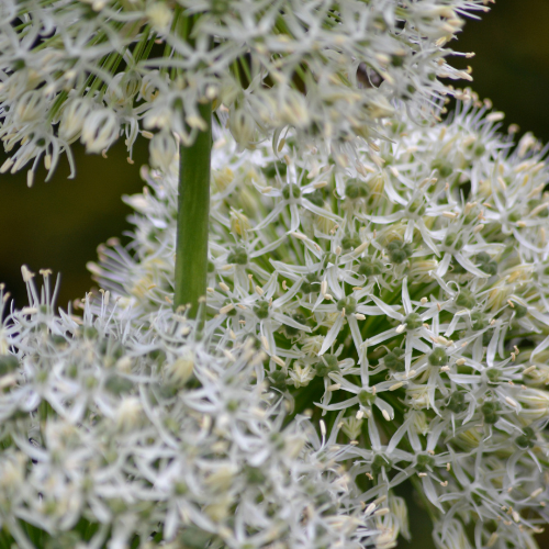 Allium 'White Giant' – Zierlauch Blumenzwiebeln – 5 Zwiebeln – Riesige weiße Kugelblüten – Winterharte Staude für Beet & Rabatte – XXL-Zwiebeln für sonnige Standorte