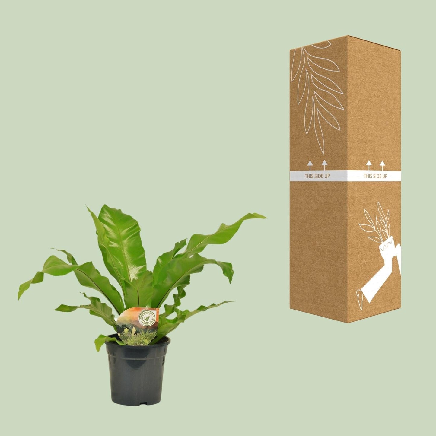 Nestfarn - Asplenium Nidus - Zimmerpflanze - Ø17cm - ↕60cm