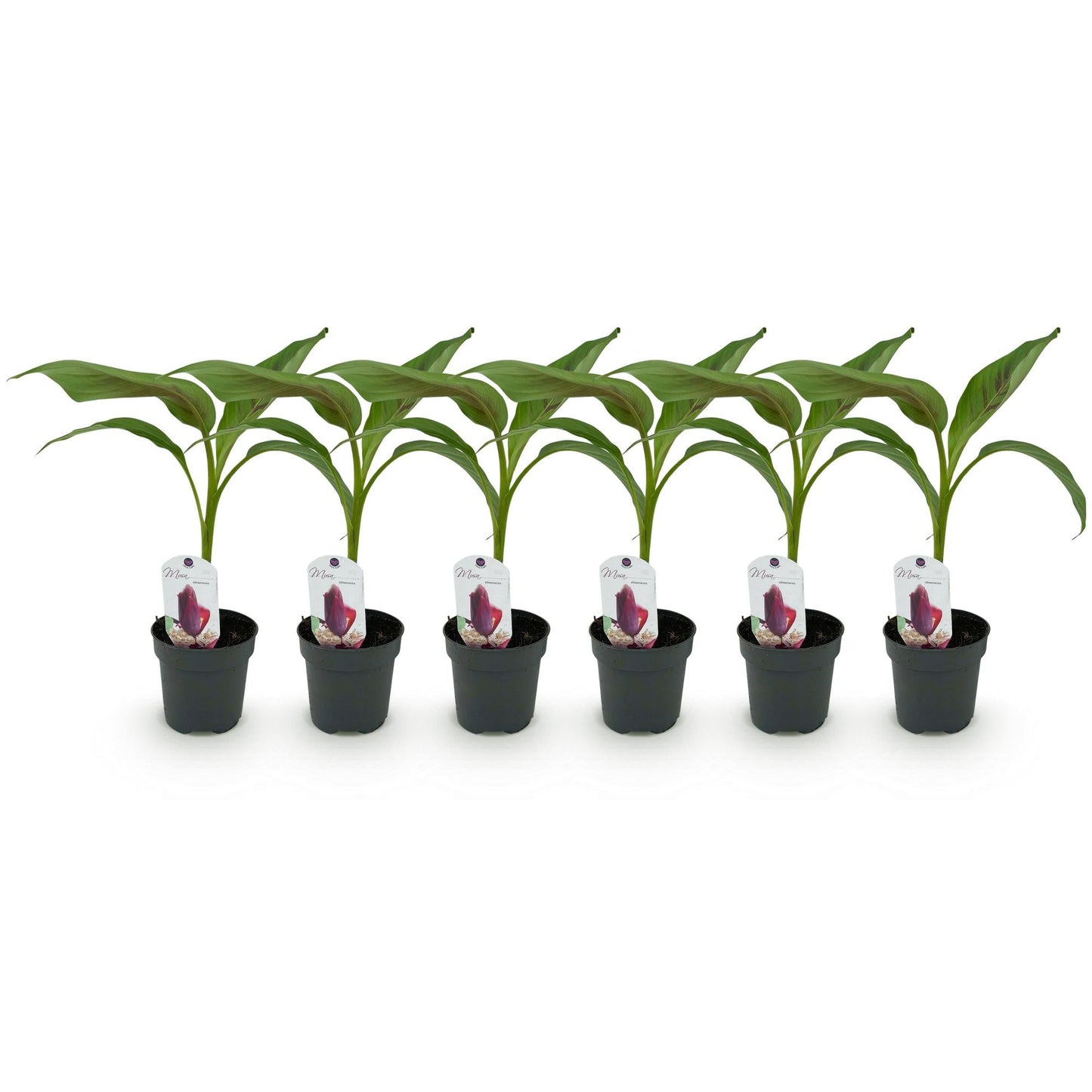 Bananenpflanze Musa sikkemensis Red Tiger – 6 Pflanzen – Winterhart – Obstpflanze – Topf 12 cm, Höhe ca. 30 cm