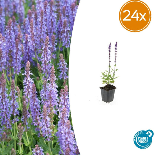 Salvia nemorosa 'Caradonna' – 24 Pflanzen – Tiefviolette Blütenkerzen – Bienenfreundliche Staude – Pflegeleicht & Trockenheitstolerant