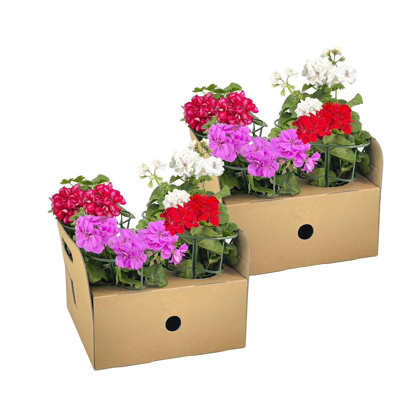 Geranie - Pelargonium peltatum Mix - Ø12 cm - ↕20 cm
