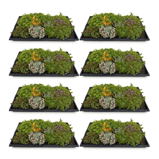 GreenboutiQ - Bodendecker - Winterhart - Sedummatte - Besteht aus 10 Sorten - X8 - Wenig Pflegeaufwand - Länge 50cm Breite 30cm