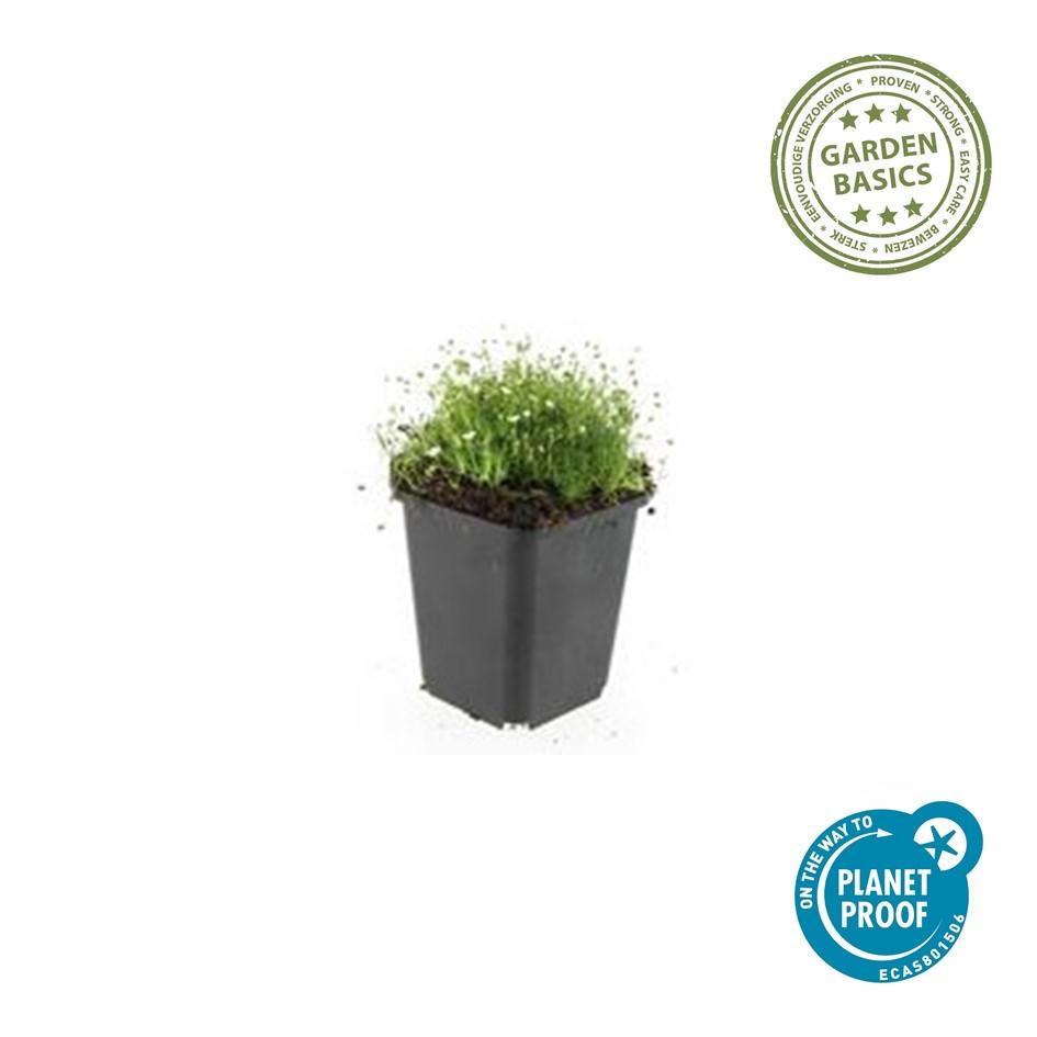 Pfriemen-Mastkraut - Sagina subulata - ↕10-25cm - Ø9cm - 60 Pflanzen – Immergrün, trittfest & winterhart – Ideal als Rasenersatz & Fugenbegrünung