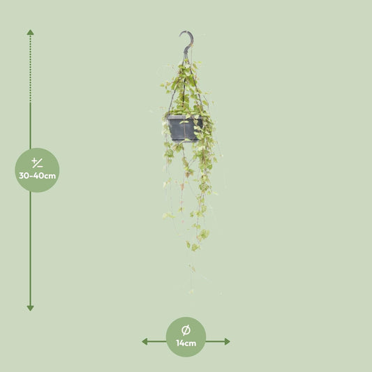 Leuchterblume – Ceropegia linearis 'Iris' – Zimmerpflanze – Ø14cm – ↕38cm – Hängende Sukkulente mit herzförmigen Blättern – Pflegeleicht & dekorativ