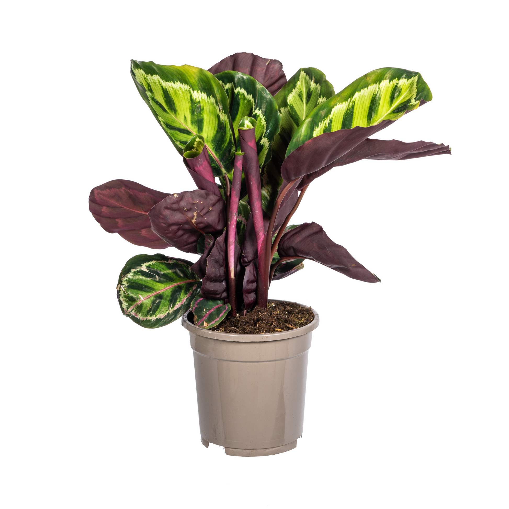 Korbmarante Calathea Roseopicta – Zimmerpflanze – Ø17 cm – 40–50 cm hoch – dekoratives Blattwerk
