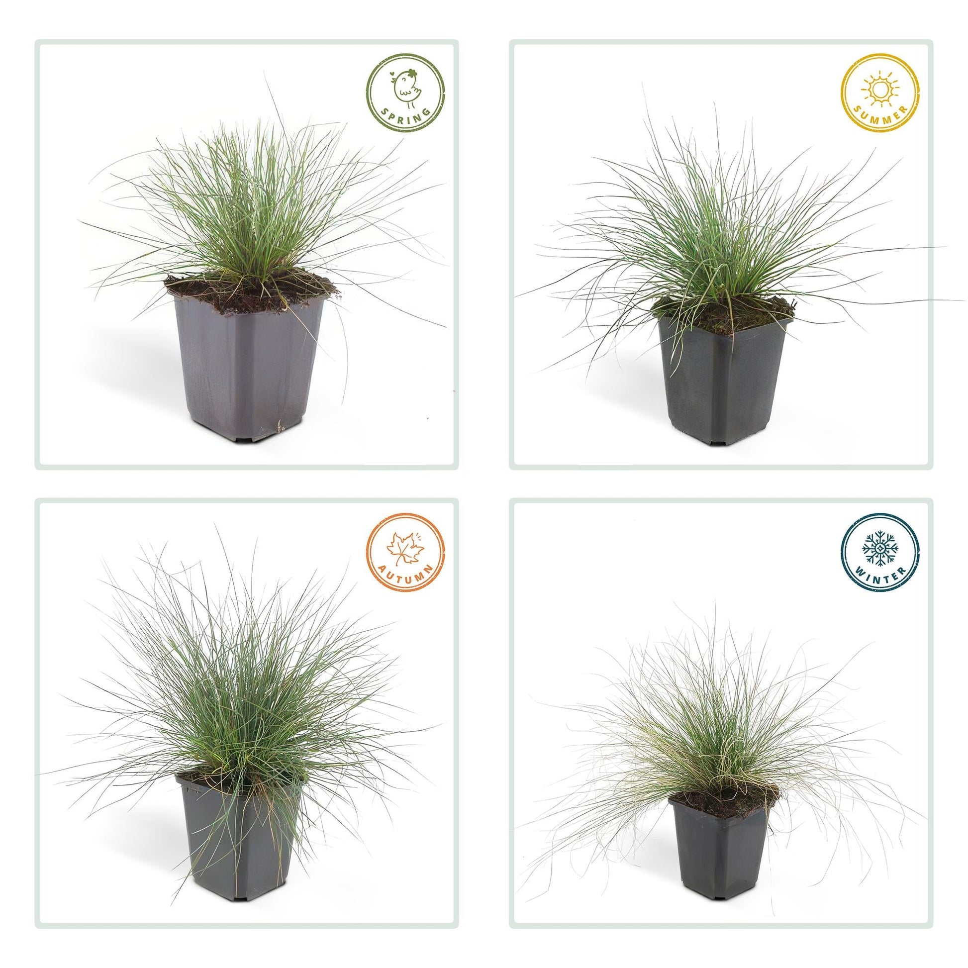 Blau-Schwingel Festuca glauca 'Elijah Bleu' – 48 Pflanzen – ↕10-25 cm – Ø9 cm – Blau-graues Ziergras – Pflegeleicht – Ideal für Steingärten & Beete