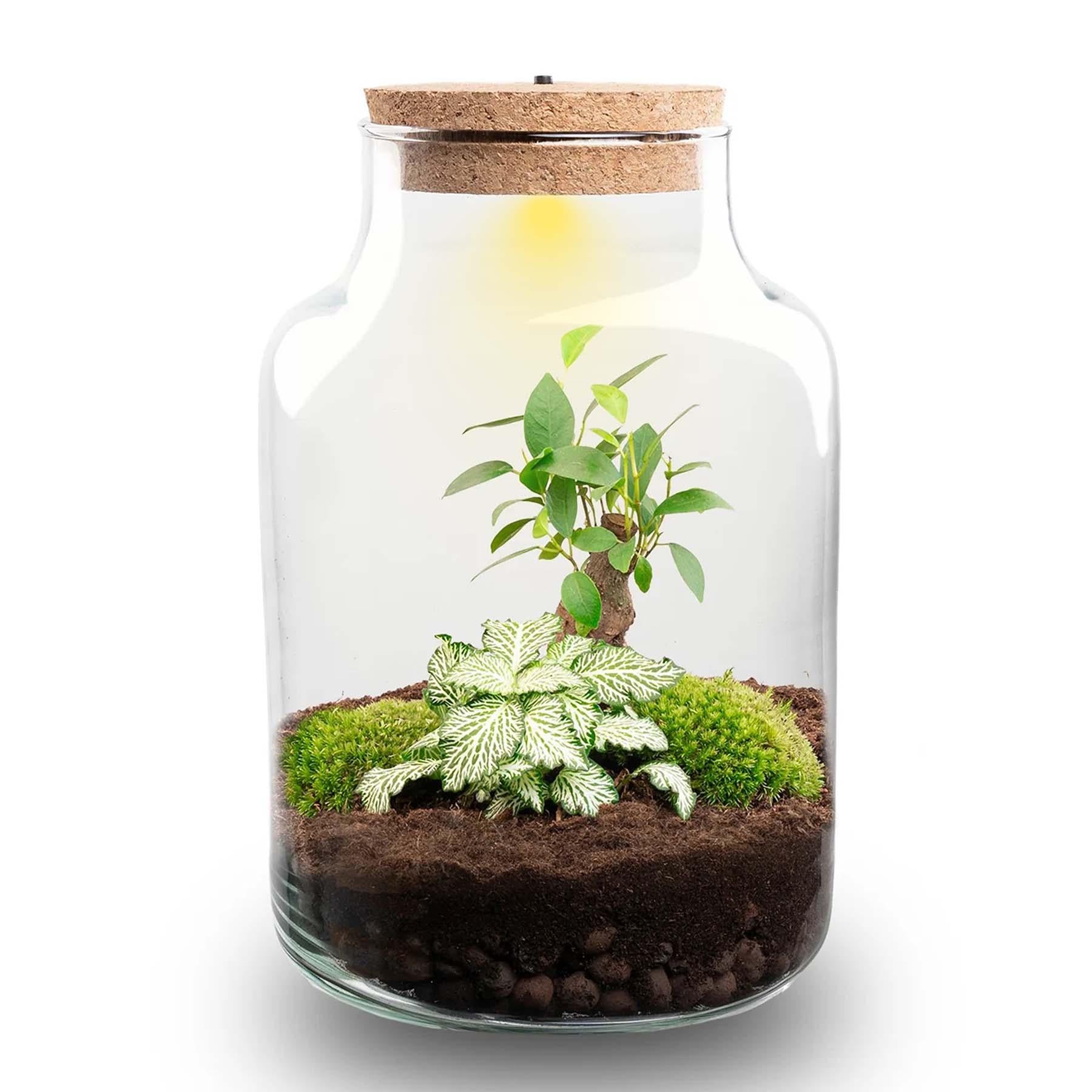 Flaschengarten DIY Bausatz – Terrarium Little Milky mit LED-Kork – Ø17cm x H25cm – Selbstversorgendes Mini-Ökosystem – Inkl. Moos, Pflanzen & Anleitung