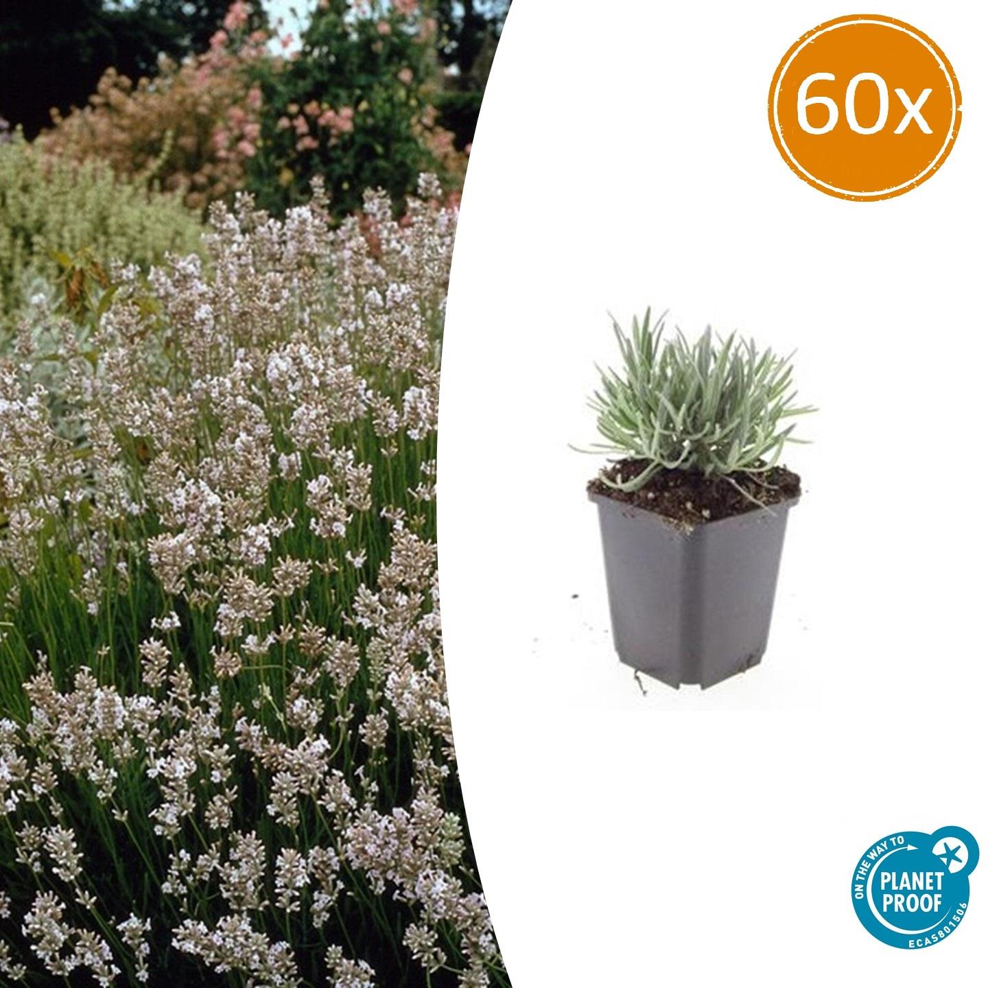 Weißer Lavendel Lavandula int. ‘Edelweiss’ – ↕10-25cm – Ø9cm – 60 Pflanzen – Winterhart & pflegeleicht – Duftende Blüten – Für Beete, Töpfe & Steingärten