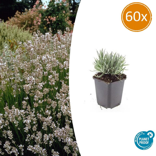 Weißer Lavendel Lavandula int. ‘Edelweiss’ – ↕10-25cm – Ø9cm – 60 Pflanzen – Winterhart & pflegeleicht – Duftende Blüten – Für Beete, Töpfe & Steingärten