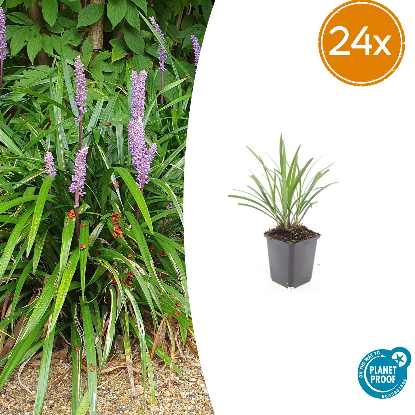 Liriope muscari 'Ingwersen' – Bodendecker – 24 Pflanzen – Ø9cm – ↕10–25cm – Immergrün & winterhart – Violette Blüte – Für Sonne & Schatten – Pflegeleicht