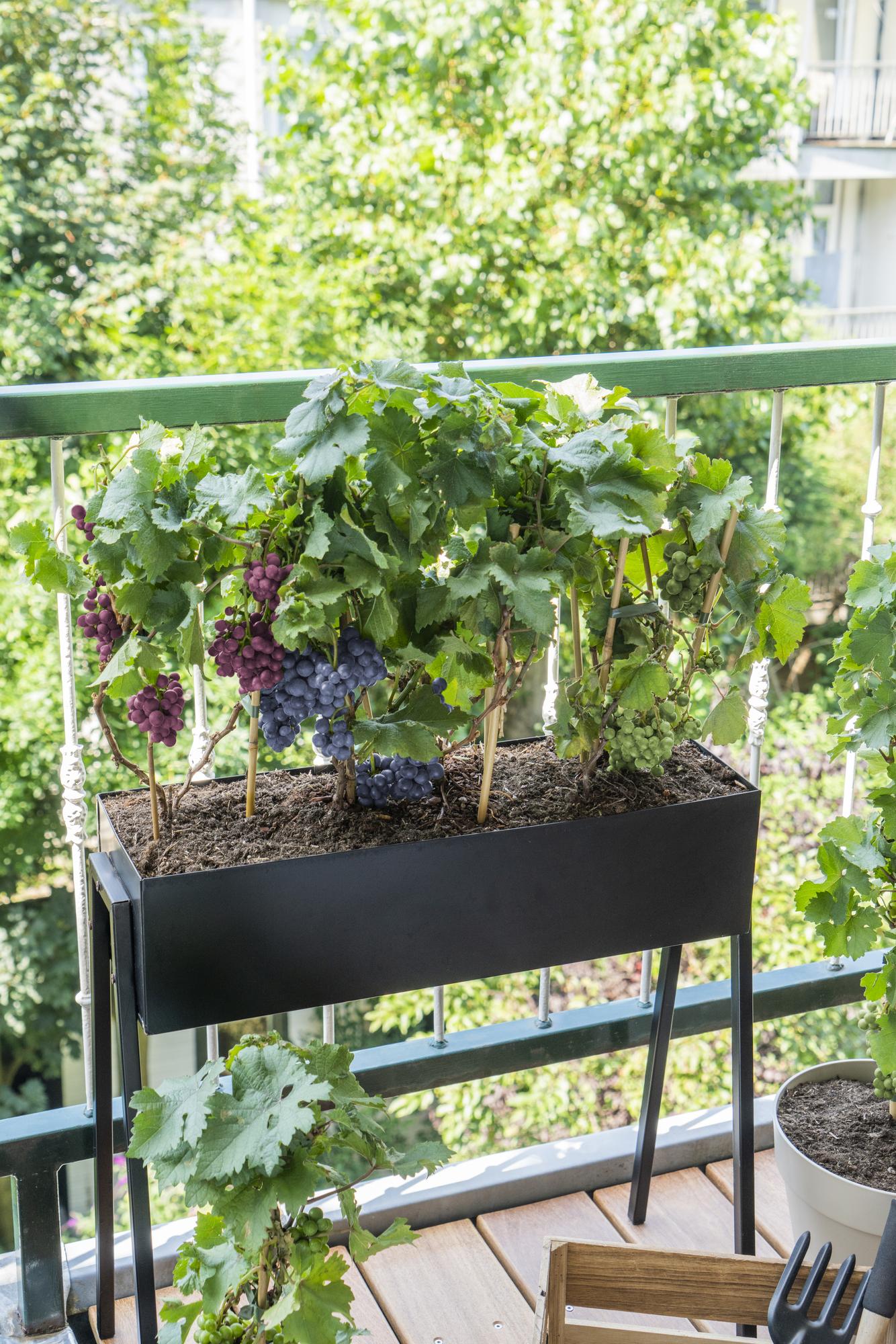 Weinrebe - Weintraube - Vitis Pixie 'Pinot Noir' - ↨30cm - Ø14cm - 3 Stück