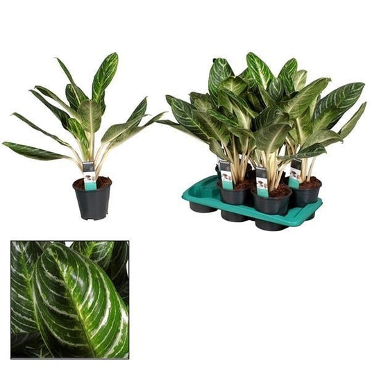 Aglaonema Keylime – Zimmerpflanze – Ø17cm – ↕60cm – Tropische Blattpflanze mit leuchtend grünem Laub – Pflegeleicht & luftreinigend – Ideal für Wohnzimmer & Büro