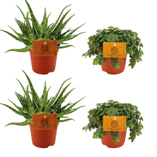 Zimmerpflanzen-Set – 2× Aloe Spider & 2× Sedum Tornado – Sukkulenten – Ø10.5cm – ↕10cm – Pflegeleichtes 4er-Set für helle Innenräume & Fensterbänke