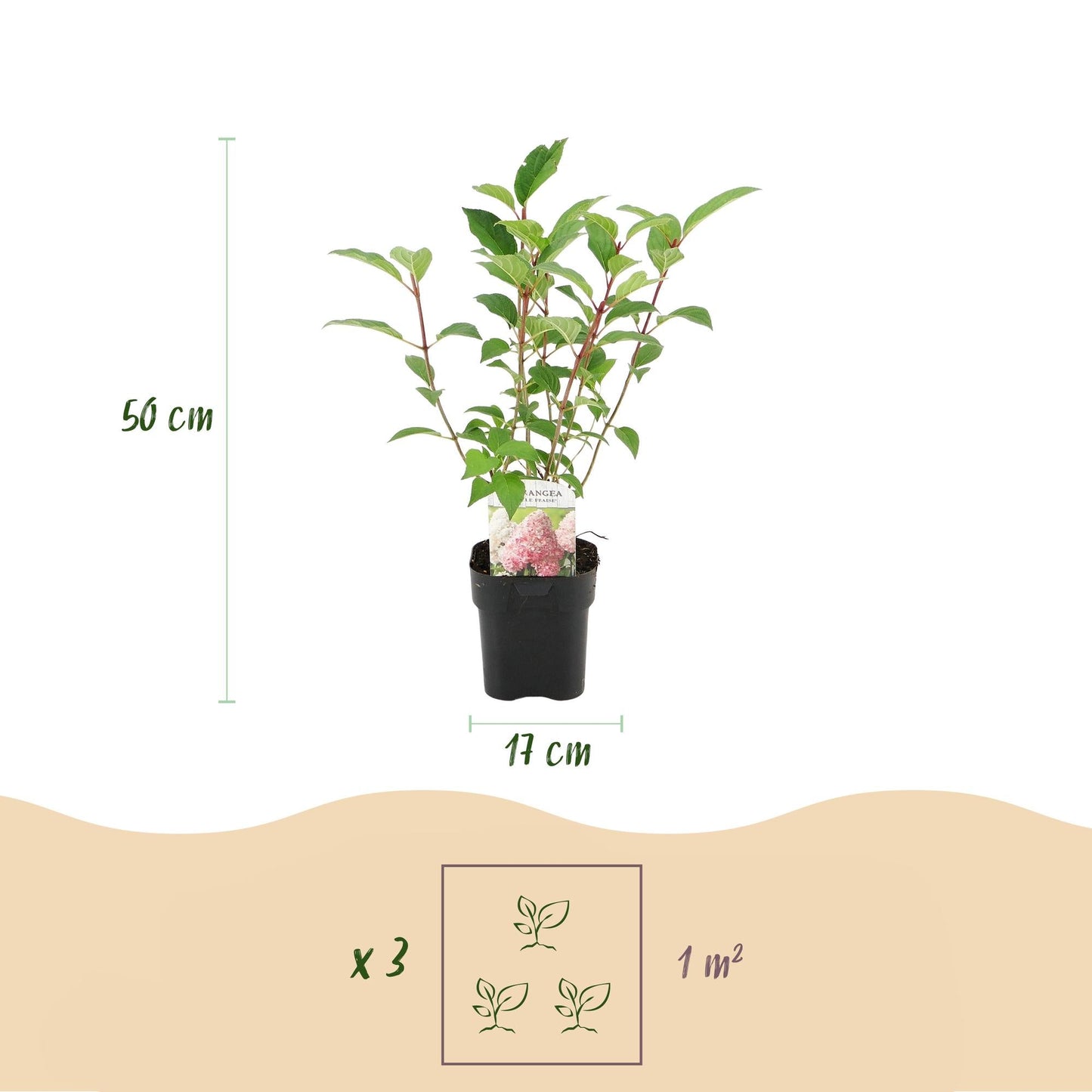 Rispenhortensie – Hydrangea panniculata Vanille Fraise – Blüte Weiß-Rosa – Laubabwerfend – Große Blüten – 17cm – Höhe ca. 50cm