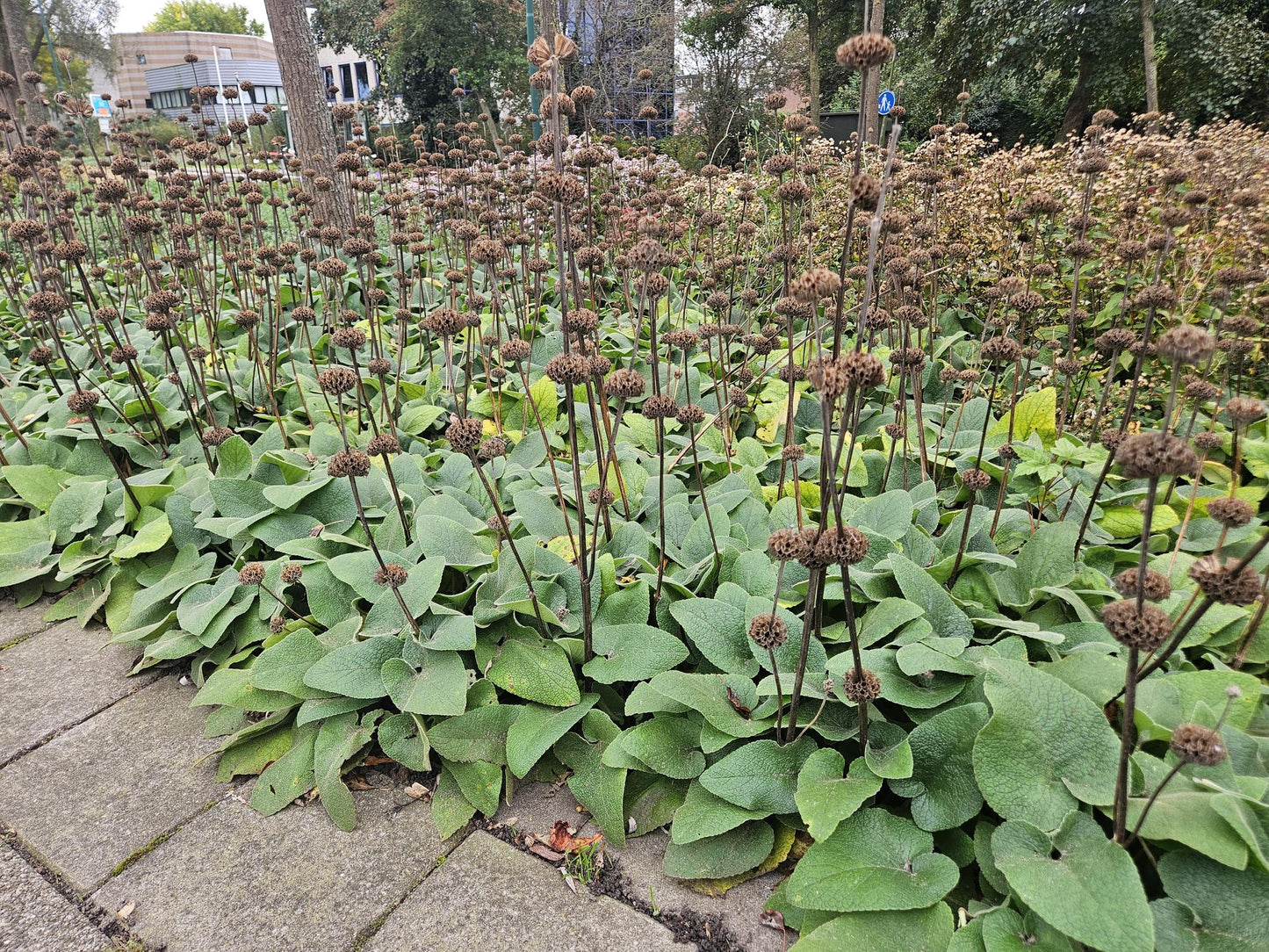 Russel-Brandkraut Phlomis russeliana – ↕10-25cm – Ø9cm – 60 Pflanzen – Staude – Winterhart – Bienenfreundlich – Gelbe Blüten