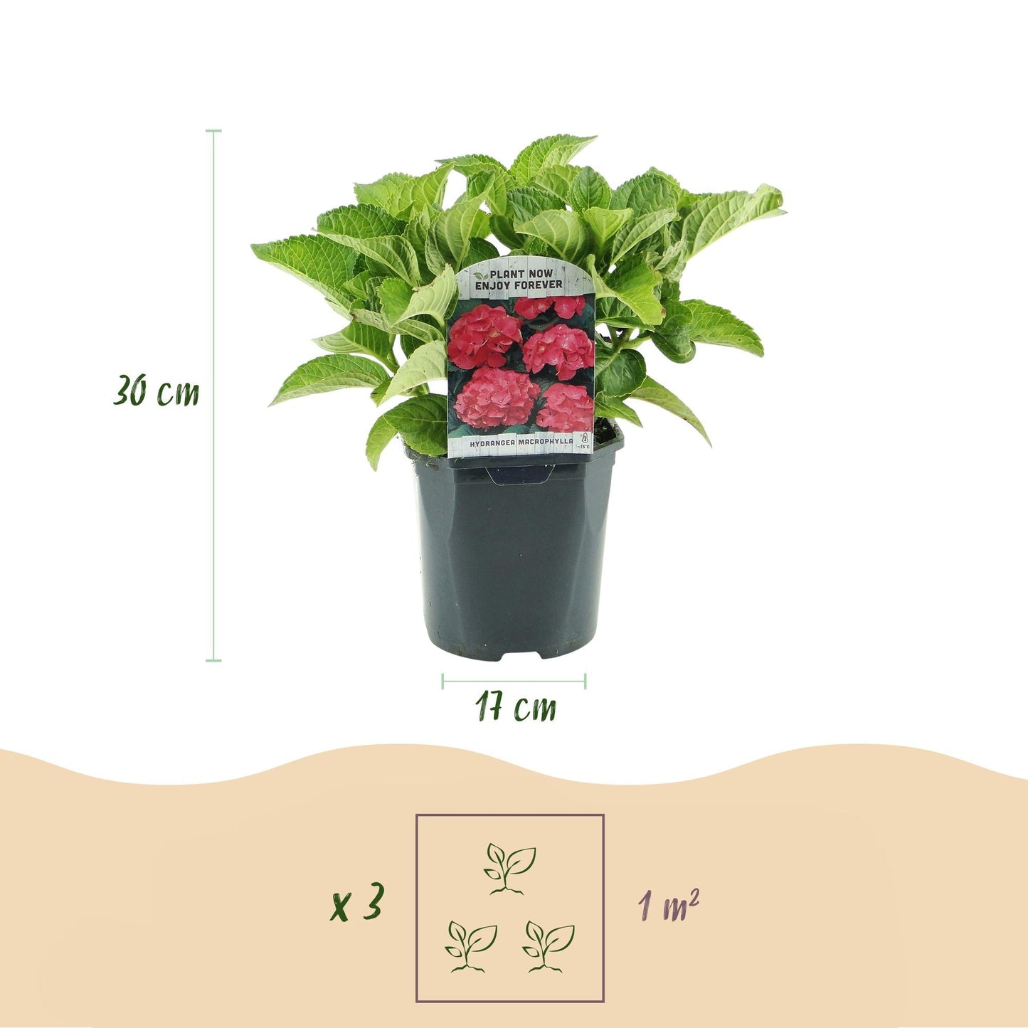 Hortensie Hydrangea macrophylla Rot – 3 Pflanzen für 1 m² – Ø17cm – ↕30cm – Sommerblüher – Pflegeleicht & laubabwerfend