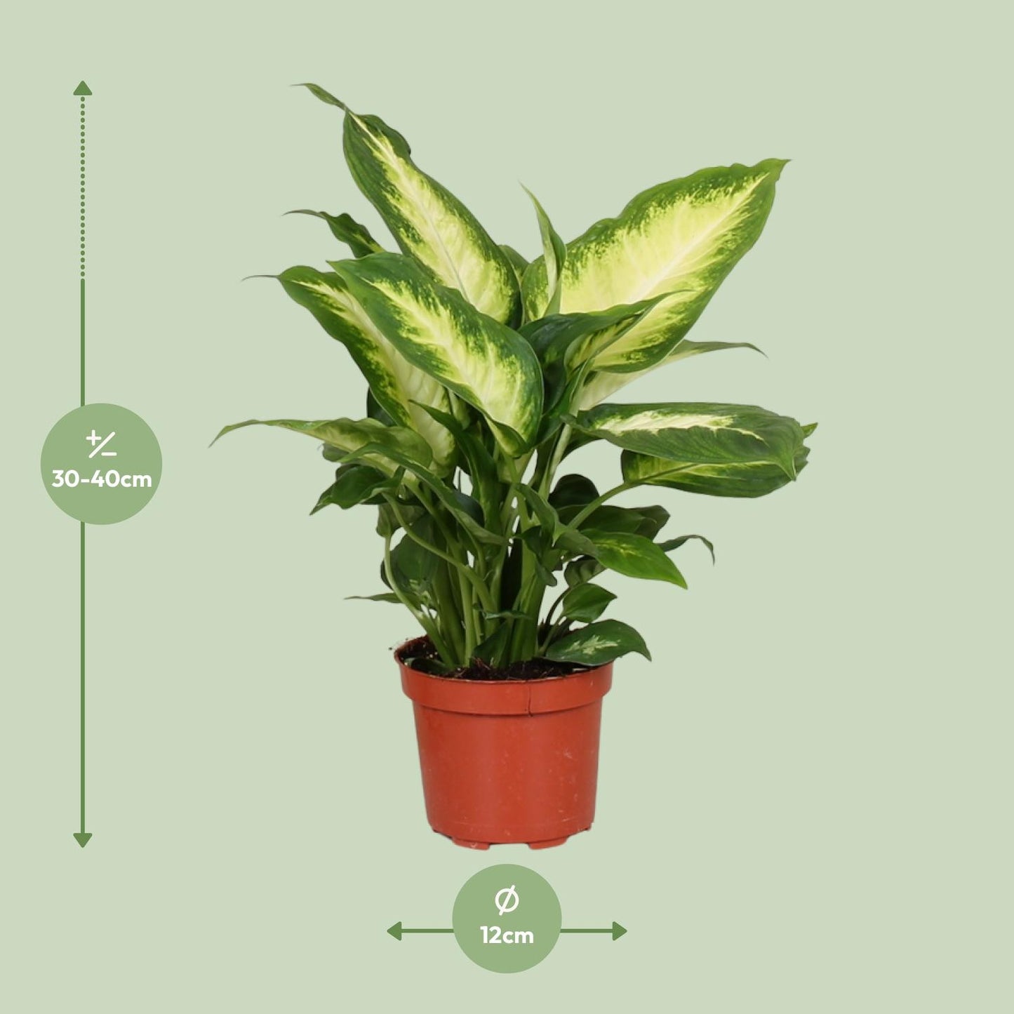 Dieffenbachie - Dieffenbachia Camilla - Zimmerpflanze - Ø12cm - ↕35cm