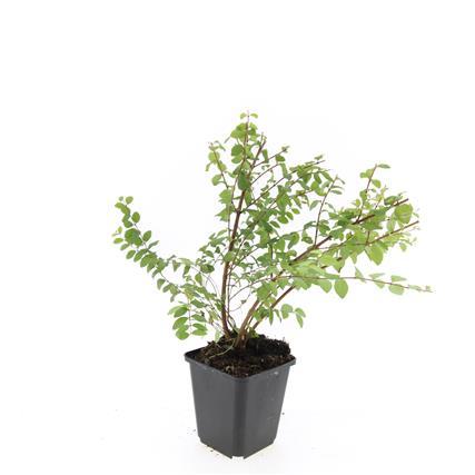 Niedrige Purpurbeere Symphoricarpos × chenaultii 'Hancock' – 24 Pflanzen – ↕10-25 cm – Ø9 cm – Winterharter Strauch – Weiße Blüten & Beeren – Pflegeleicht & Wetterbeständig