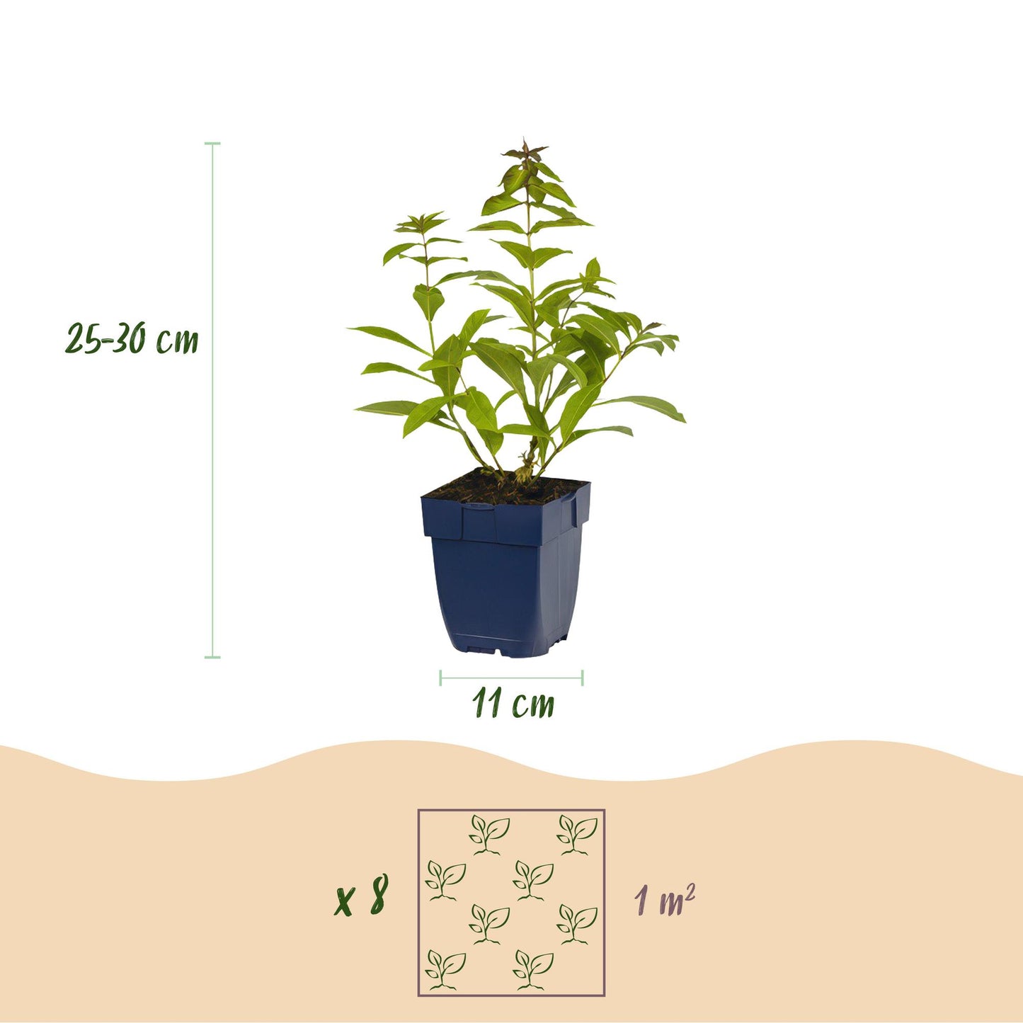 Staudenset – Duftend – 8 verschiedene Duftstauden – Für 1 m² Beet – Bienenfreundlich – Pflegeleicht – Blüten in verschiedenen Farben – Topf Ø11 cm