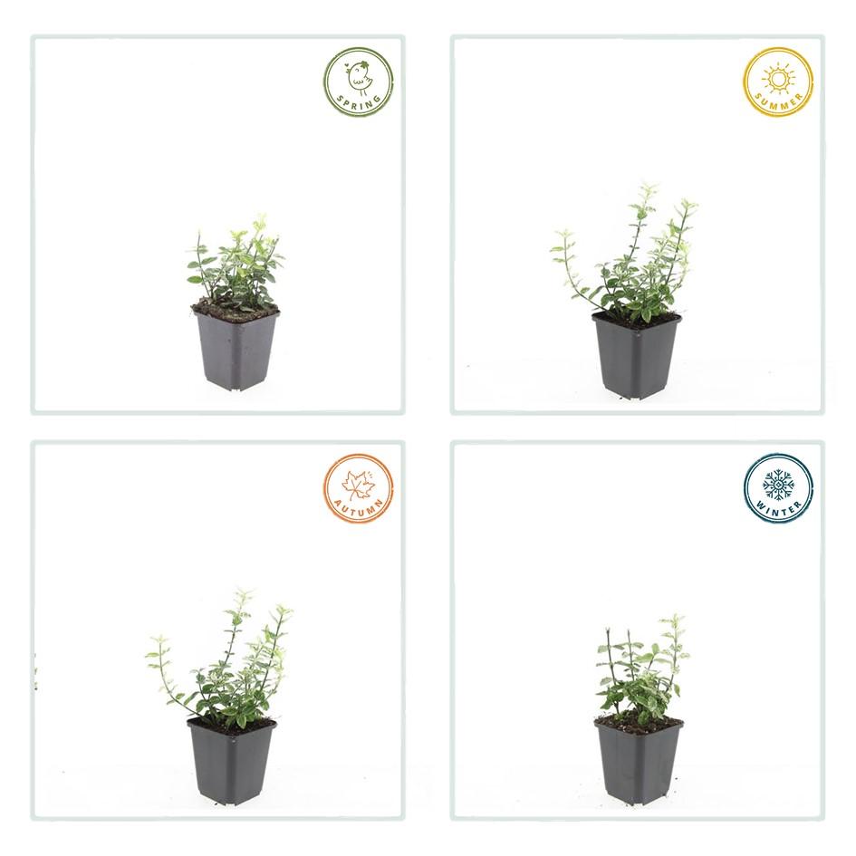 Euonymus fortunei 'Harlequin' – Buntlaubiger Bodendecker – 48 Pflanzen – Immergrün & winterhart – Ø9cm – ↕10–25cm – Für Beet, Topf & Schattenbereiche