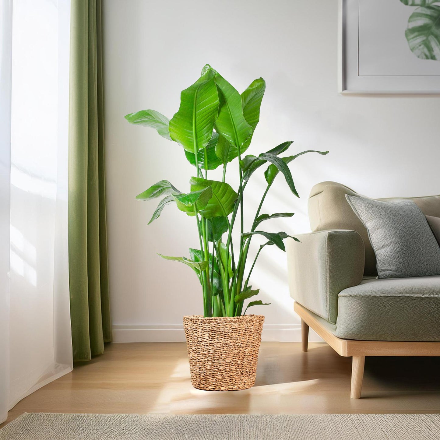 Strelitzia Nicolai XL – Paradiesvogelpflanze – Zimmerpflanze – inkl. Korb Torun – Höhe 140 cm – Ø27 cm – Tropisches Flair für dein Zuhause