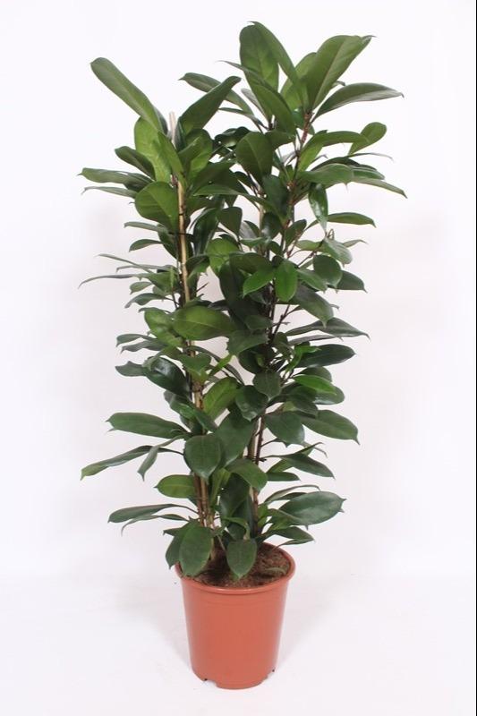 Feigenbaum – Ficus Cyathistipula – Zimmerpflanze – Ø27 cm – ↕120 cm – Herzförmige Blätter – Rote Früchte – Pflegeleicht