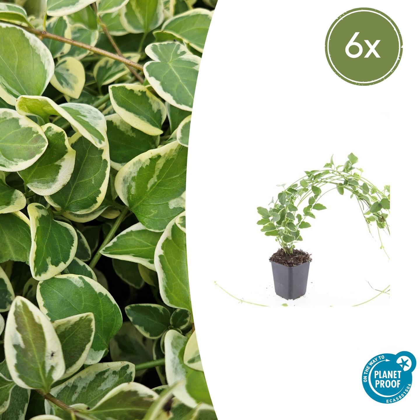 Kleines Immergrün Vinca major 'Variegata' – ↕10-25cm – Ø9cm – 6 Pflanzen – Bodendecker – Wintergrün – Schattentauglich – Unterpflanzung