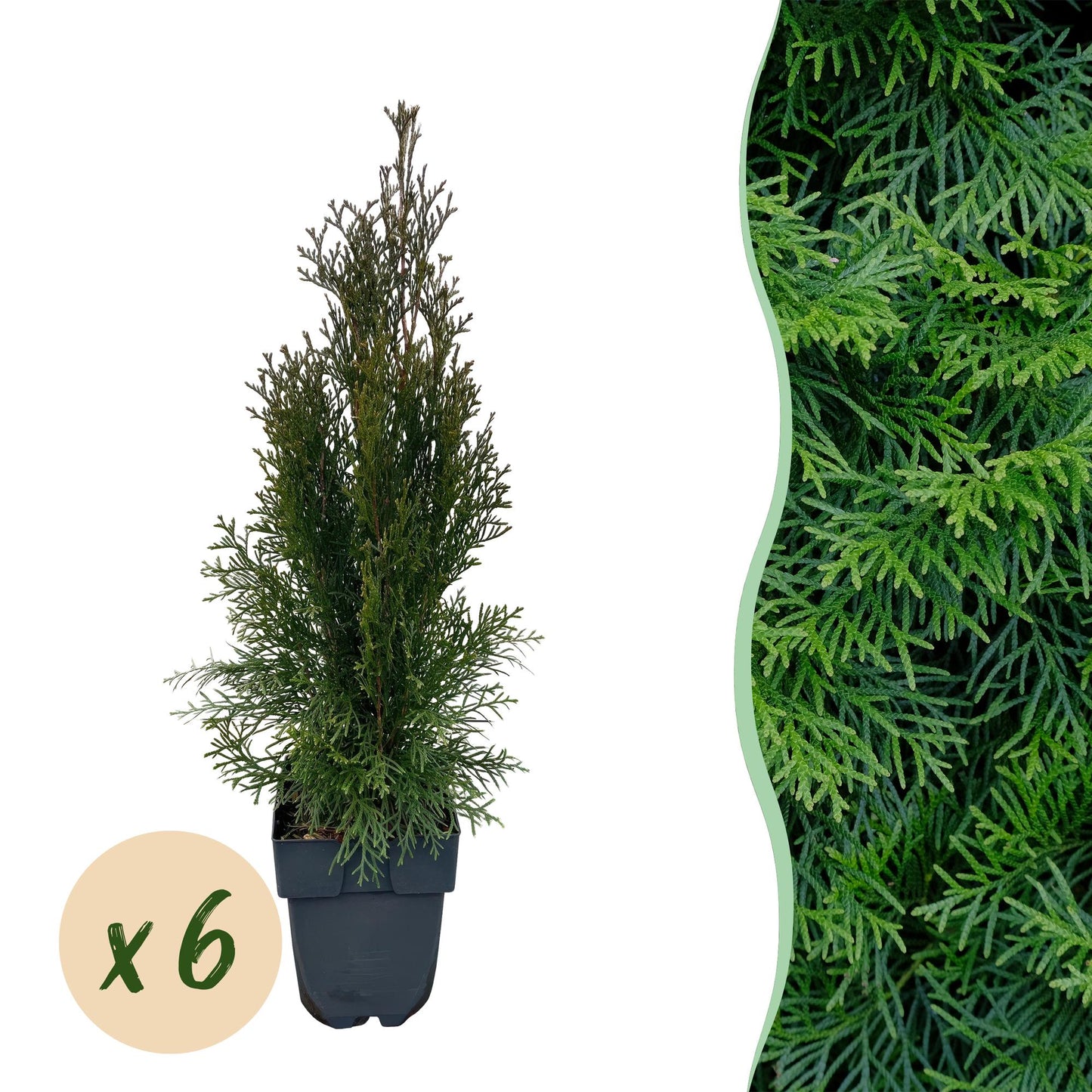 Lebensbaum Thuja occidentalis Smaragd – Immergrüne Heckenpflanze – 6 Pflanzen – 17 cm x H60 cm – Dichte, grüne Hecke