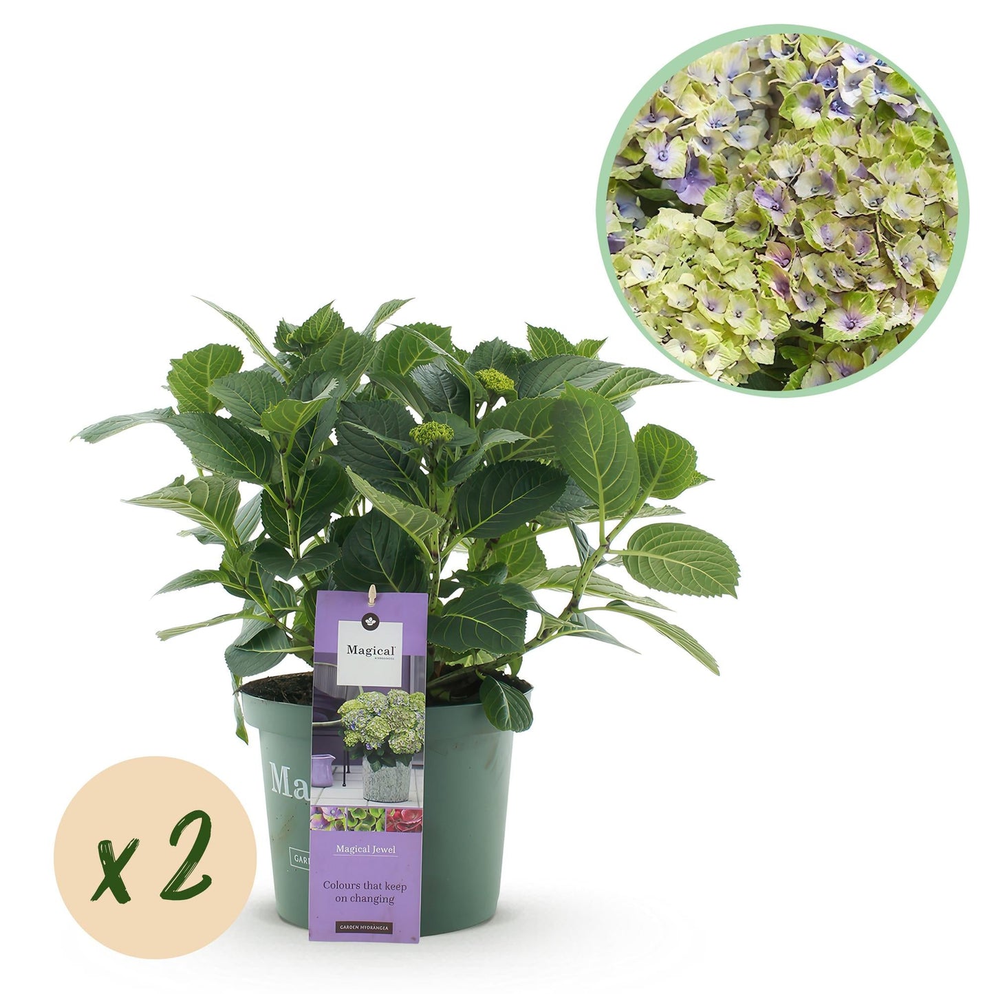 Hortensie Hydrangea macrophylla Magical Jewel Blue – 2 Pflanzen – Blauer Blütenschmuck – Topf Ø23cm – Höhe 55cm – Balkon- und Gartenpflanze