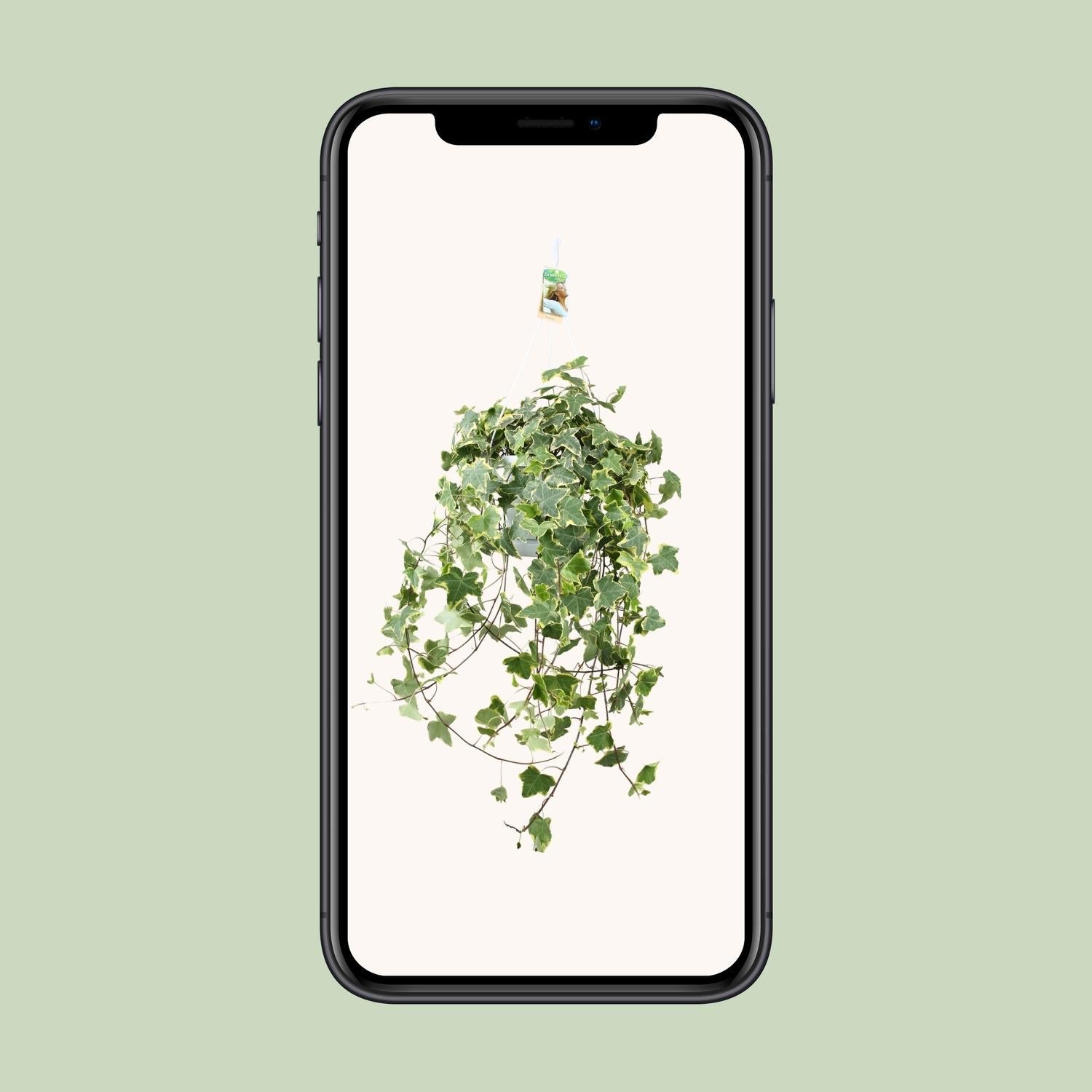 Efeu – Hedera Helix 'Gold Child' – Zimmerpflanze – Ø24 cm Topf – Höhe ca. 60 cm – Hängend & Rankend – Luftreinigend – Pflegeleicht