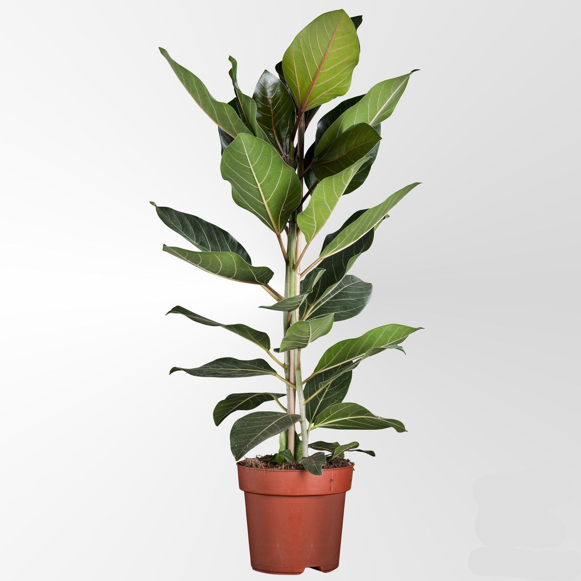 Ficus Benghalensis 'Joy' – Zimmerpflanze Ø21cm Höhe 90cm – Elegant, pflegeleicht & moderne Botanik