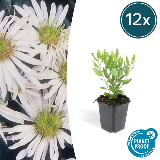 Wildaster Aster ageratoides 'Ashvi' – ↕10-25cm – Ø9cm – 12 Pflanzen – Weiß – Herbstblüher – Sonnig – Pflegeleicht