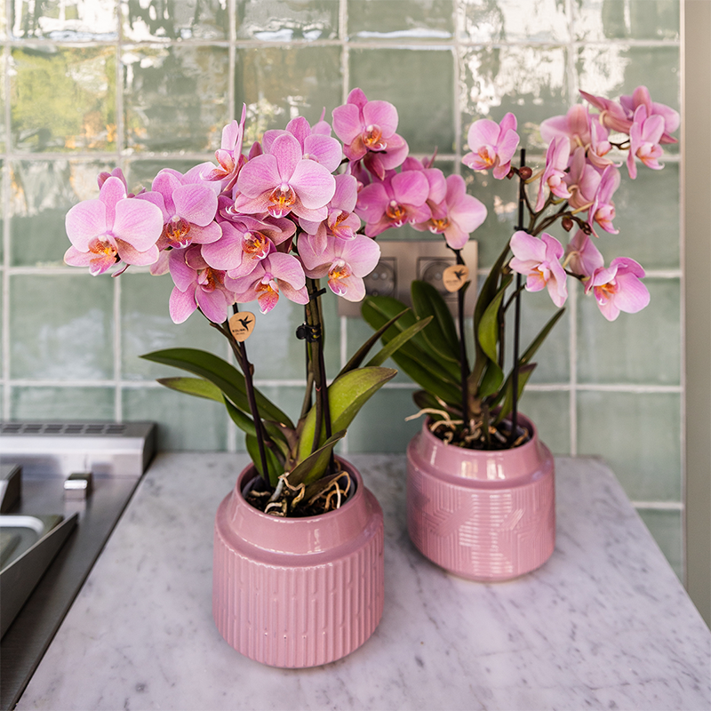 Kolibri Orchids | KOMBI-ANGEBOT mit 4 Phalaenopsis-Orchideen - Treviso - Topfgröße Ø9cm | Blühende Zimmerpflanze - Frisch vom Züchter