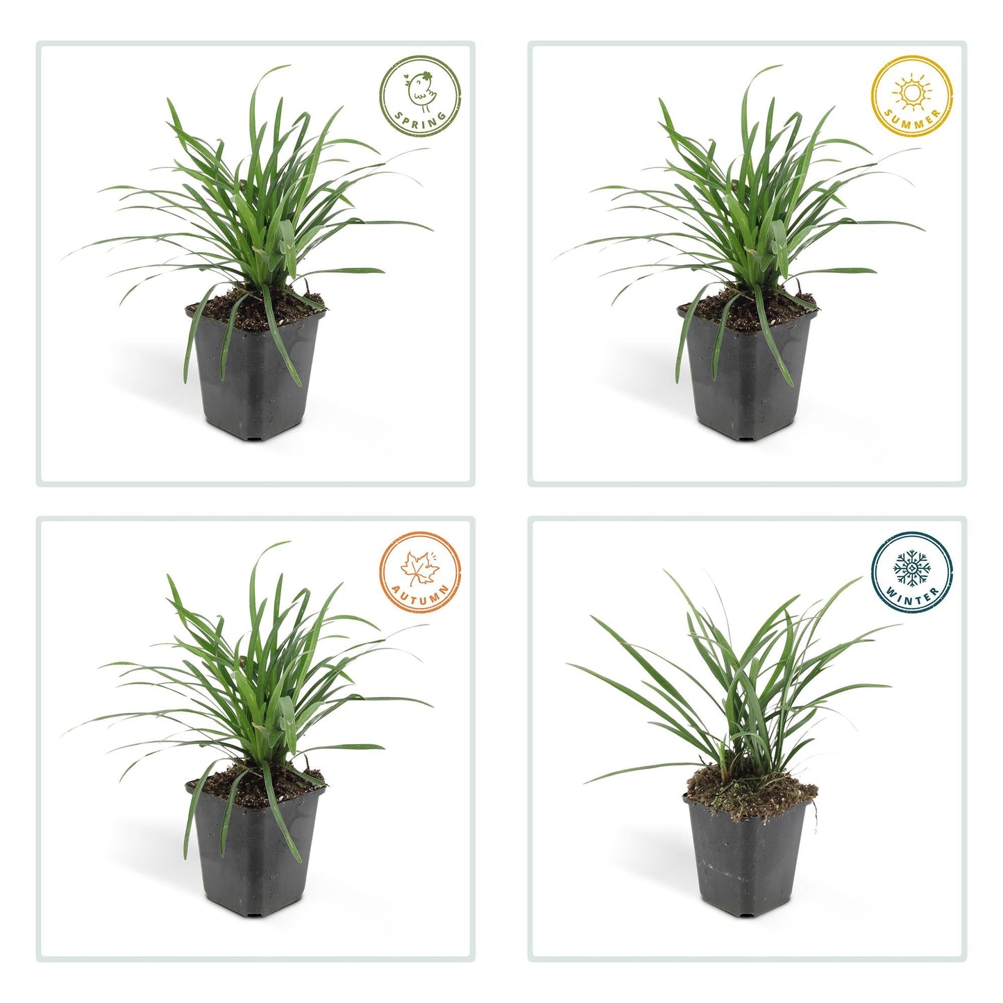 Liriope muscari 'Big Blue' – 24 Pflanzen – Immergrüner Bodendecker – 9cm – ↕10–25cm – Mit violetten Blütenrispen – Pflegeleicht & winterhart – Für Halbschatten & Beete