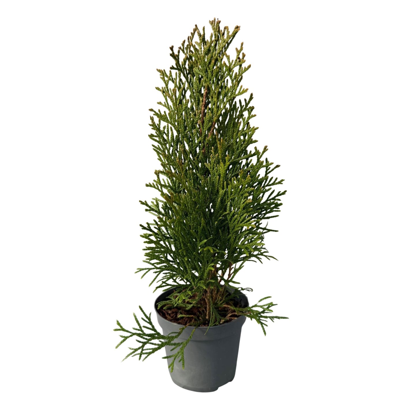 Lebensbaum - Thuja occidentalis Smaragd - Hecke - Blatt grün - 8 Pflanzen - 1 laufender Meter - immergrün - Topf 9cm Höhe 30-35cm