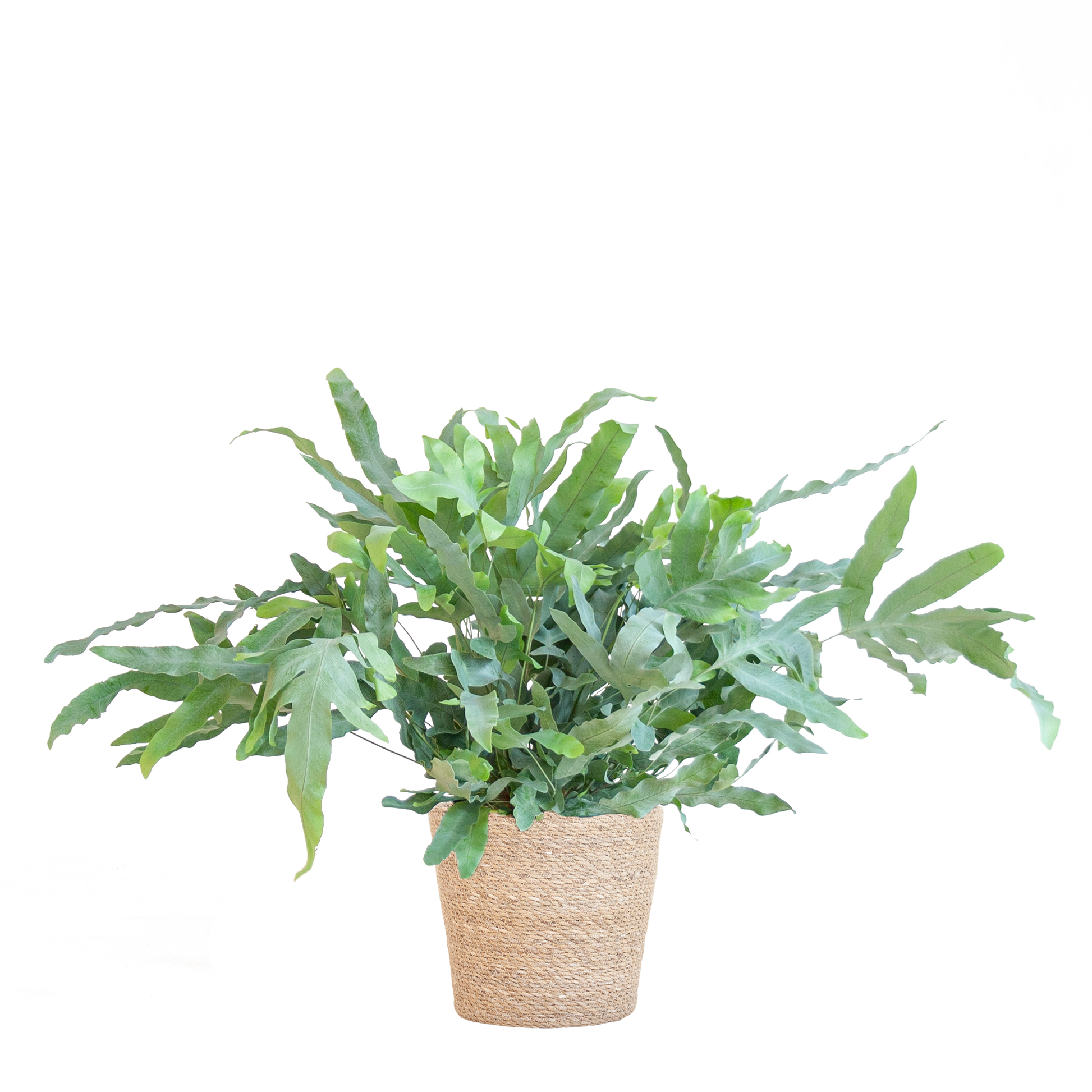 Phlebodium Aureum ‘Blue Star’ – Blauer Tüpfelfarn – Zimmerpflanze inkl. Korb Sofia natur – Höhe 40 cm – Ø17 cm – Pflegeleicht & dekorativ