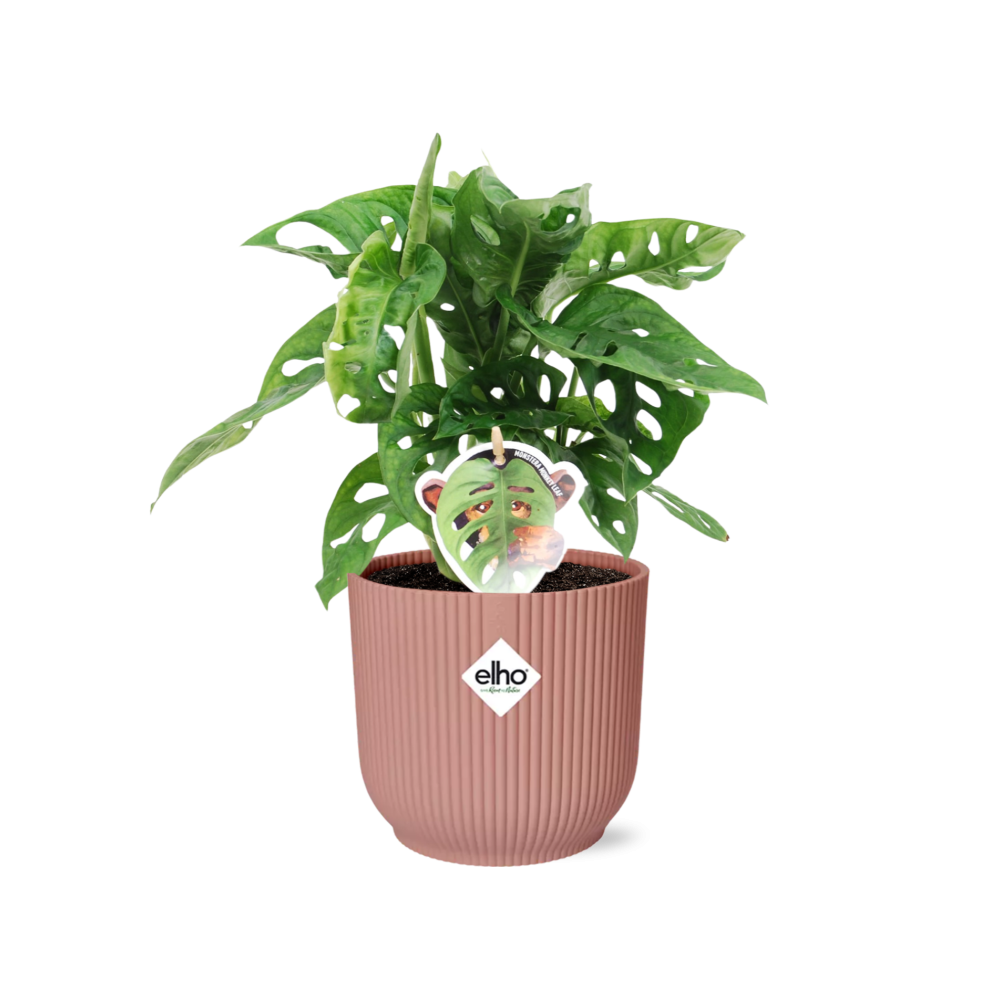 Fensterblatt – Monstera ‘Monkey Leaf’ im Topf Vibes Fold 14cm – Zimmerpflanze im Dekotopf Rose – Pflegeleicht & luftreinigend – Tropisches Flair für Wohnräume