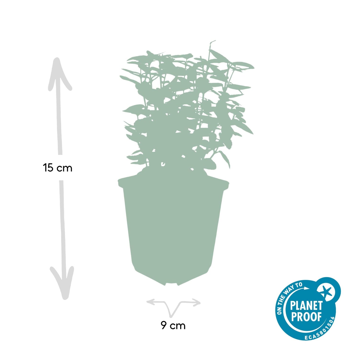 Euonymus fortunei 'Emerald 'n Gold' – Immergrüner Strauch mit gelb-grünem Laub – 24 Pflanzen – ↕10–25cm – Ø9cm – Kompakt & pflegeleicht – Für Hecken, Beete & Solitärpflanze