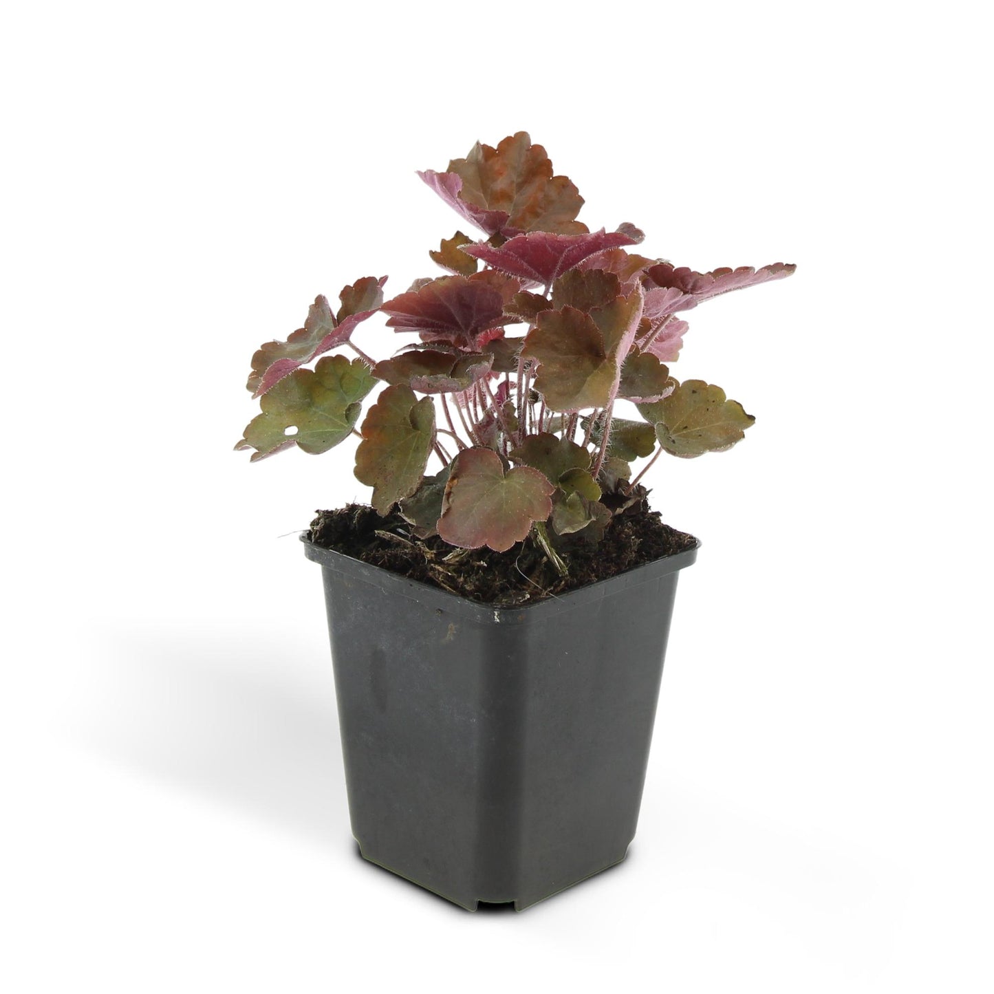 Heuchera ‘Palace Purple’ – Bodendecker Ø9cm – Höhe 10-25cm – Dunkel-purpurrote Blätter – Weiße Blüten – Schattengarten-Pflanze – 24 Pflanzen