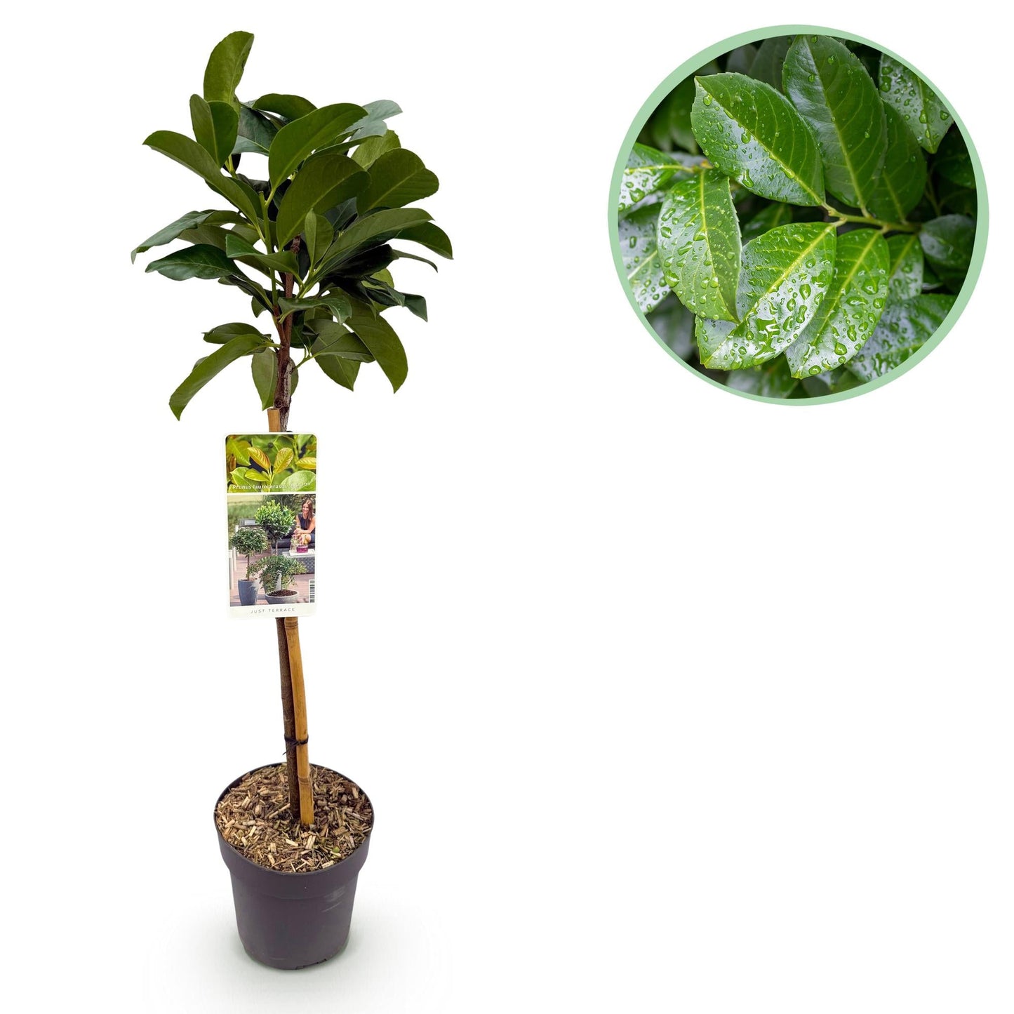 Kirschlorbeer - Prunus laurocerasus Etna – Stamm-Pflanze – Immergrün – Höhe ca. 90 cm – Topf Ø19 cm – Pflegeleicht – Für Terrasse, Balkon & Garten – Dekorativ & robust