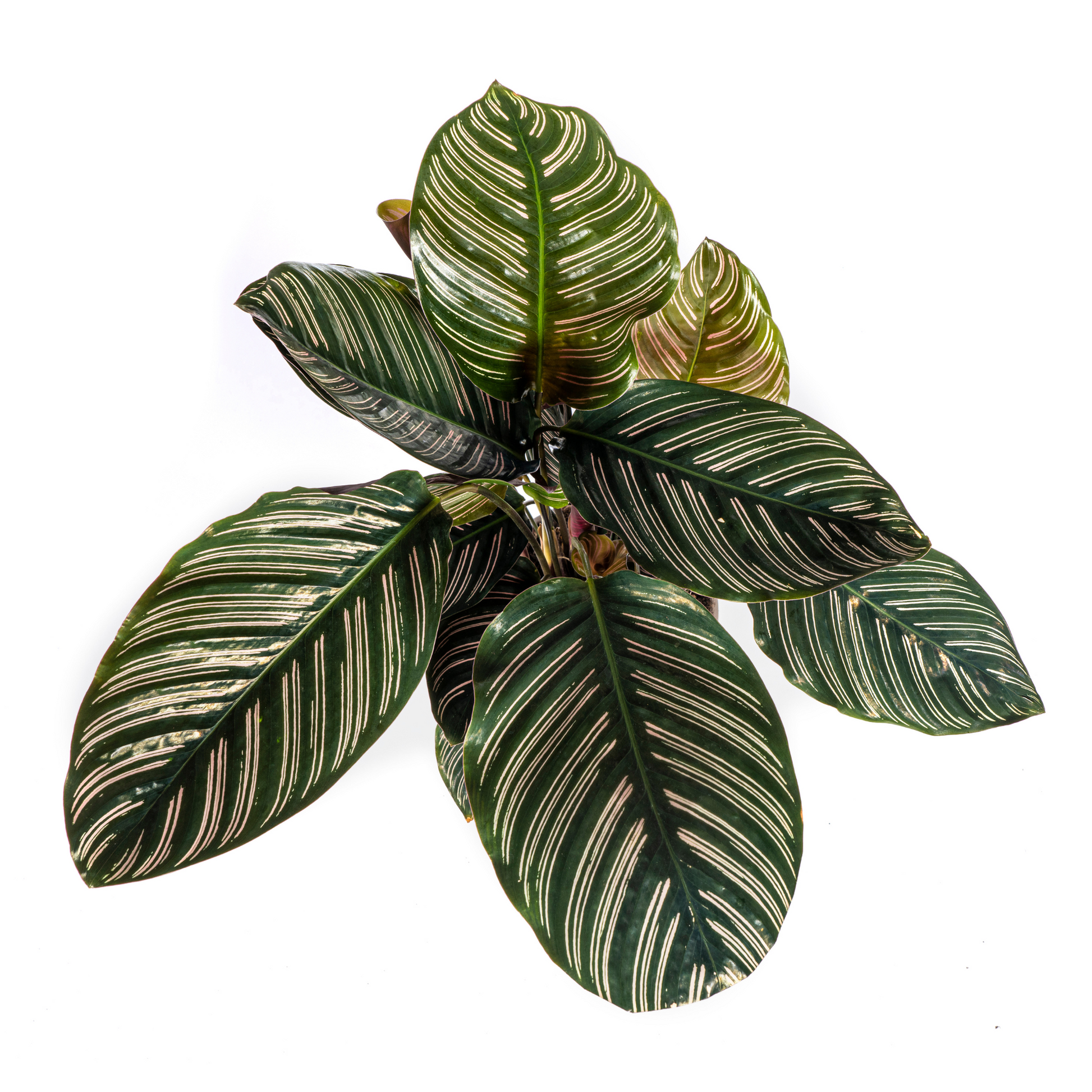 Korbmarante Calathea Ornata Sanderiana – Ø17 cm – ca. 40–50 cm hoch – Zimmerpflanze mit pink gestreiften Blättern – Für Wohnzimmer & Büro