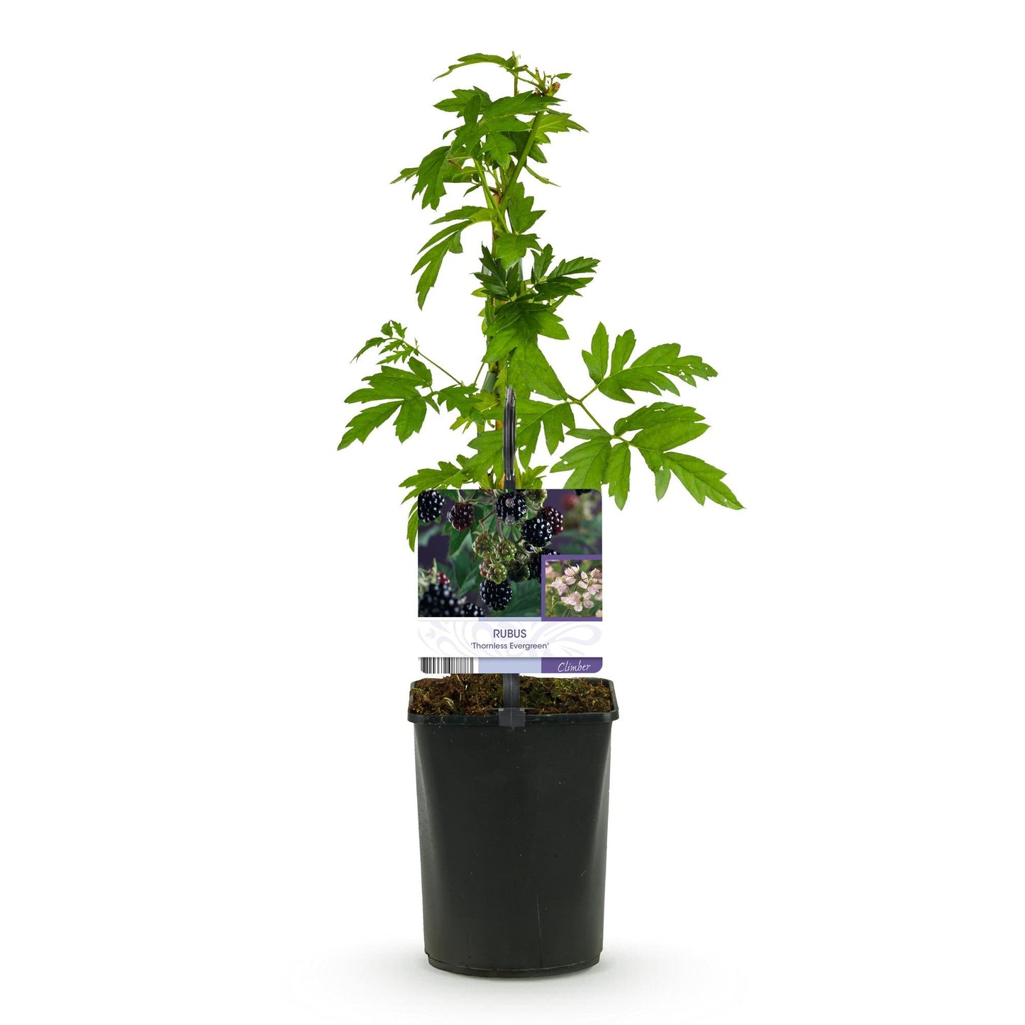 Brombeere - Rubus Thornfree Evergreen - Schwarze Brombeere - Dornlos - 2 Pflanzen - Obstpflanze - Topf 11cm Höhe 40cm