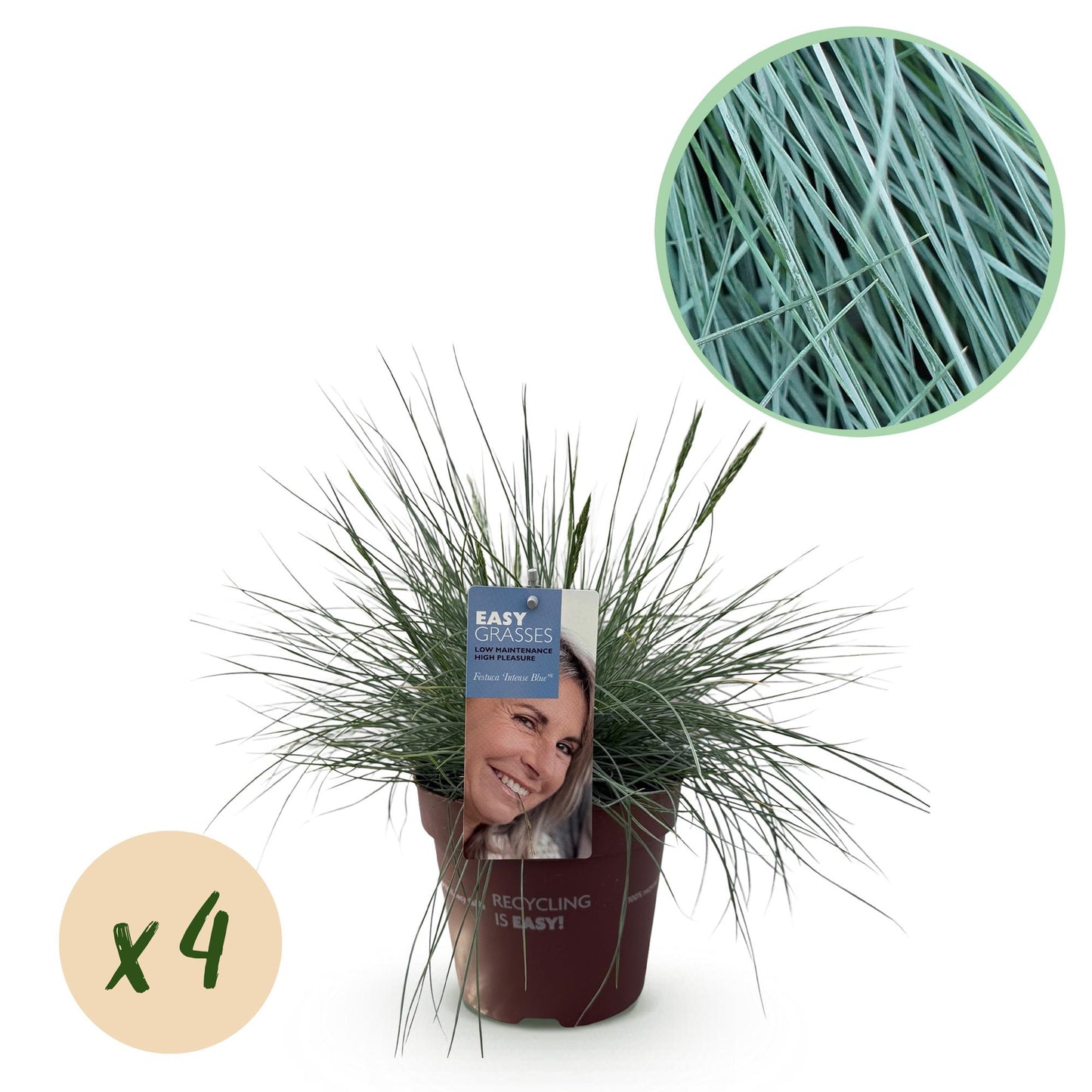 Festuca glauca Intense Blue – Blauschwingel – Ziergras – 4 Pflanzen – Immergrün & pflegeleicht – Topf Ø17cm – Höhe ca. 50cm – Trockenheitsresistent