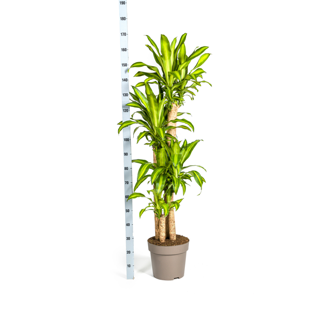 Dracaena Fragrans Massangeana – Drachenbaum – Ø30 cm – ↕170-190 cm – Tropische Zimmerpflanze – Robust & pflegeleicht – Für hellen bis halbschattigen Standort