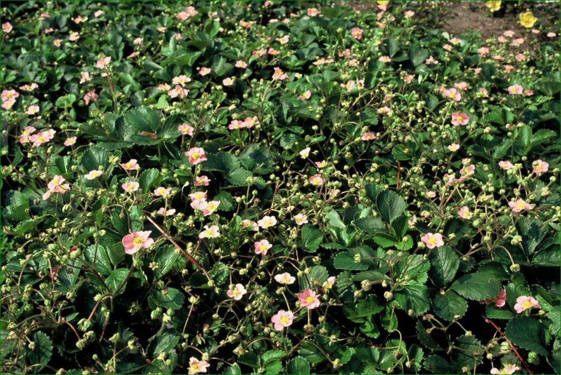 Fragaria vesca – 24 Pflanzen – ↕10-25cm – Ø9cm – Wald-Erdbeere – Aromatisch & Süß – Bodendecker & Beerenpflanze – Pflegeleicht – Sonne & Halbschatten