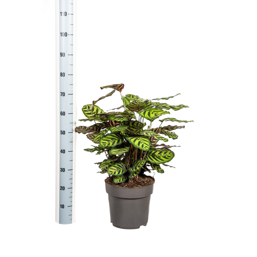 Calathea Makoyana – Pfauenpflanze – Große Zimmerpflanze Ø27 cm – 60-80 cm hoch – Ovale Blätter mit auffälligem Muster – Indirektes Licht – Pflegeleicht & Luftverbessernd
