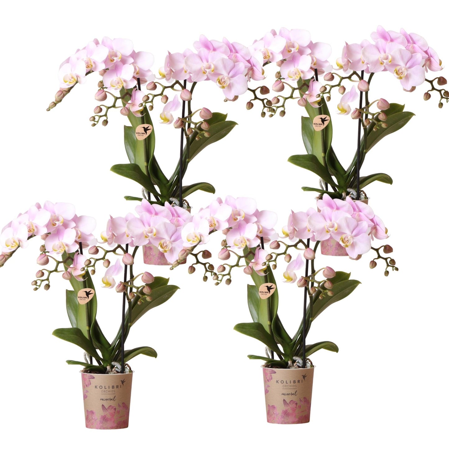Kolibri Orchids | KOMBI-ANGEBOT mit 4 Phalaenopsis-Orchideen - Portugal - Topfgröße Ø9cm | Blühende Zimmerpflanze - Frisch vom Züchter