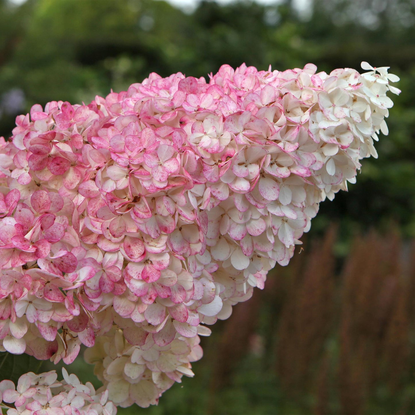 Rispenhortensie – Hydrangea panniculata Vanille Fraise – Blüte Weiß-Rosa – Laubabwerfend – Große Blüten – 17cm – Höhe ca. 50cm